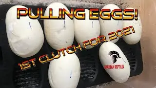 Pulling Eggs! First Clutch Of 2021
