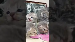 🐱Сколько котят! 