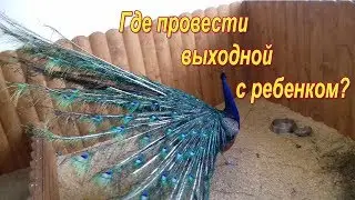 КАК КЛАССНО! Провести выходной с ребёнком. Посетили с дочкой контактный зоопарк Екатеринбург