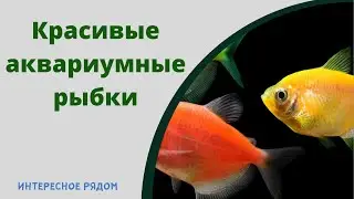 В мире прекрасного! Аквариумные рыбки!