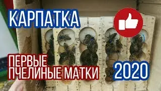 ПЕРВЫЕ ПЧЕЛИНЫЕ МАТКИ 2020 ГОДА, КАРПАТСКАЯ ПОРОДА ПЧЁЛ, КАРПАТКА