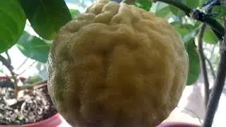 Большой домашний лимон