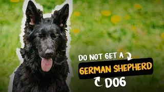 5 Reasons You Should Not Get A German Shepherd | Must Watch This Before Getting One 🐶🐶
