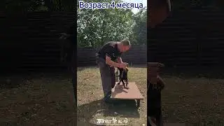 Dog training. ДРЕССИРОВКА щенка немецкой овчарки. #shepherd #shepherddog #puppydog #puppy #gsdpuppy
