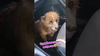 Friends, kindness saves the world. Subscribe, kind people, please give me a hug 🫂 thank you all, ...