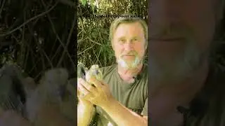 Вяхирь   #shorts  Смотрите видео: ОПЕРАЦИЯ ВЯХИРЬ