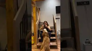 УГАДАЕТЕ ПОРОДУ? 🐶 как вообще можно не любить пушистиков? #собака #собаки #домашниеживотные #kali