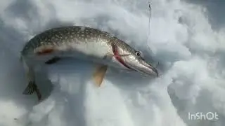 Рыбалка в заливе Бюза на КВХ с сыном
