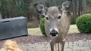 ASMR animals hhhh hhh h h h h/ pico pocky animals