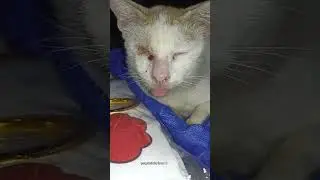 selebcing #cat #kucingabuabuyanglucu #babyanimal #catlover #kucinglucuiimut #babycat
