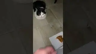 Приручаем кошку. День 18