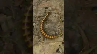 The Worst Bugs In Green Hell! #shorts