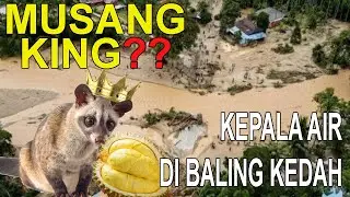 Kepala Air di Baling Kedah - Adakah angkara Musang King ?
