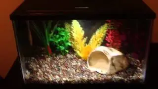 Dwarf Gourami 5 Gallon