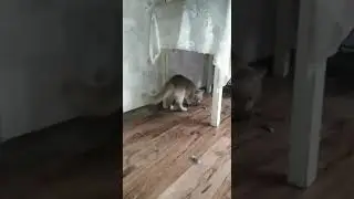Рыжий спец по птичкам
