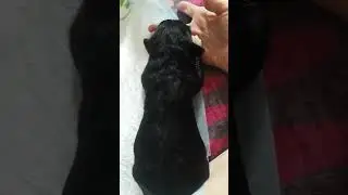 щенки из мешка