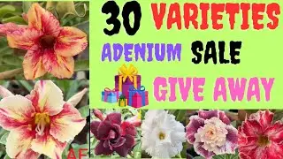 ഫ്ലവറോട് കൂടിയ ADENIUM SALE 
