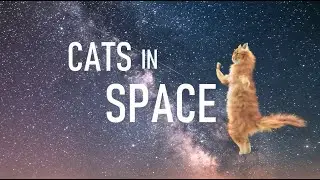 Cats in Space Pt 1 - How to write a melody for a new song idea