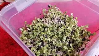ELECTRIC GRASSER No. 4 for microgreens
