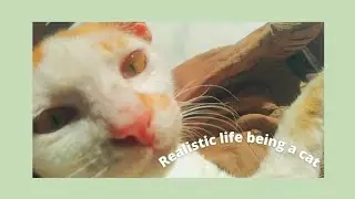 #dailyvlog Realistic life being a cat ฅ^•ﻌ•^ฅ
