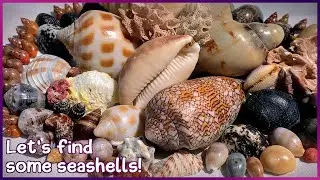 Finding Seashells at Low Tide | Textile Cone in a Rock Pool 