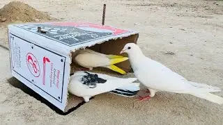 Birds Trap Using Match Box | How To Make Birds Trap | 