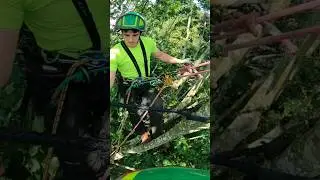 Tree Cobra Bracing