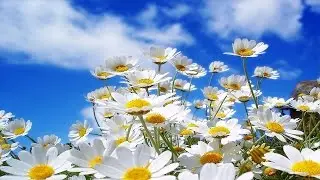 Весенний джаз (2) / Spring Jazz (2). – Acid Jazz & Smooth Jazz • ВидеоКанал «exZotikA Max»