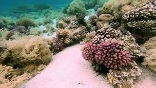 2022 05 03 dahab napoleon reef