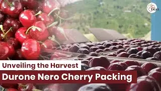 🍒 Unveiling the Harvest: Durone Nero Cherry Packing! 🍒 Contact for Cherry Plants