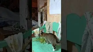 #shorts #кошка Алиска проявляет любопытство 2 августа 2024 года