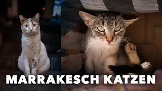 Marrakesch Straßenkatzen - Impressionen & Bildbearbeitung