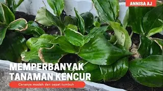 HOW TO EXPAND PLANTS