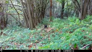 Dark morph red squirrel