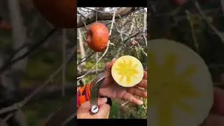 #frutas