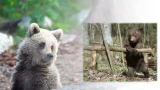 Конкурс РаZOOM, номинация Буктрейлер, "Что случилось на границе"  Виталий Коржиков