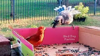 Do Birds Have Allies?
