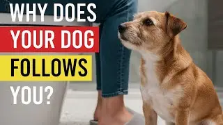 If Your Dog Follows You Everywhere, It’s Not What You Think