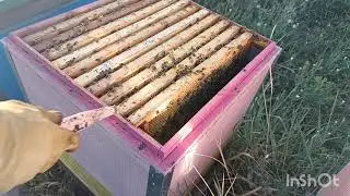расширение на медосбор не сильной семьи