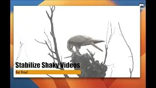 Stabilize Wildlife Videos for Free!!!