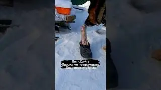 когда сказал вольво гов