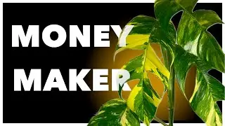 TOP Money MAKING Plants