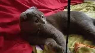 веслоухий кот Мурзик 11 месяцев играет