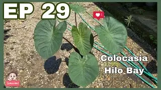 Colocasia Hilo Bay | JPlan Garden