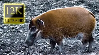 Colorful Animals 12K HDR 60fps Dolby Vision - Animal Sounds - Animal Relaxing Film