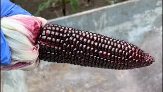 糯￼￼玉米的最佳采收时间￼，收早了不粘收晚了也不粘，只要掌握三点个个软糯香甜￼