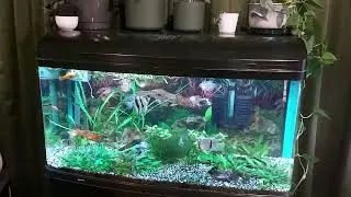 Another community tank with breeding keyhole cichlids