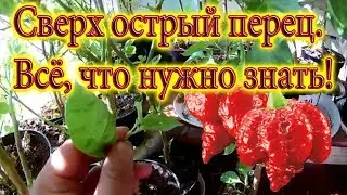 Сверх острый перец. Всё, что нужно знать!