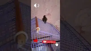ПЕРВОЕ ПЕНИЕ ПТЕНЦА ВОРОБЬЯ!!! ВКЛЮЧАЙ ЗВУК, ЧТОБ УСЛЫШАТЬ МИЛОЕ ПЕНИЕ ВОРОБЬЯ🦅 