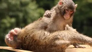 1 Minute and 23 Seconds of Baby Monkeys Wrestling
